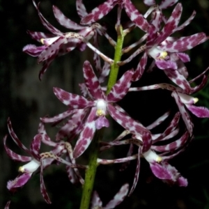 Dipodium variegatum at Termeil, NSW - 28 Jan 2012