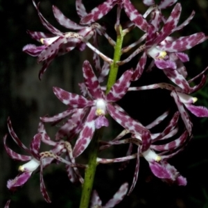 Dipodium variegatum at Termeil, NSW - suppressed