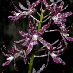 Dipodium variegatum (Blotched Hyacinth Orchid) at Termeil, NSW - 27 Jan 2012 by AlanS