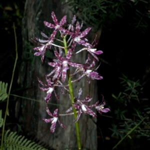 Dipodium variegatum at Termeil, NSW - suppressed
