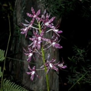 Dipodium variegatum at Termeil, NSW - 28 Jan 2012