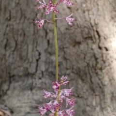 Dipodium variegatum (Blotched Hyacinth Orchid) at Kangaroo Valley, NSW - 1 Jan 2015 by AlanS