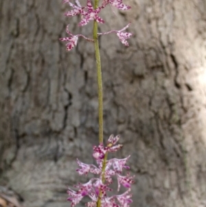 Dipodium variegatum at Kangaroo Valley, NSW - suppressed