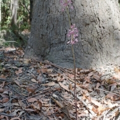 Dipodium variegatum at Kangaroo Valley, NSW - 1 Jan 2015