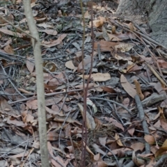 Dipodium variegatum at Kangaroo Valley, NSW - suppressed