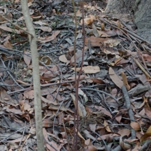 Dipodium variegatum at Kangaroo Valley, NSW - 1 Jan 2015