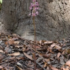 Dipodium variegatum at Kangaroo Valley, NSW - suppressed