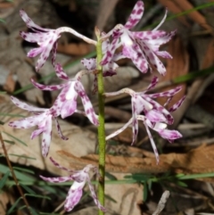 Dipodium variegatum (Blotched Hyacinth Orchid) at Sanctuary Point, NSW - 5 Jan 2017 by AlanS