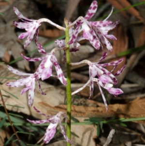 Dipodium variegatum at Sanctuary Point, NSW - suppressed