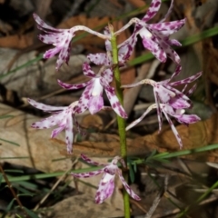 Dipodium variegatum at Sanctuary Point, NSW - 6 Jan 2017