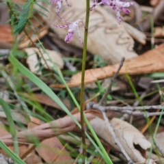 Dipodium variegatum at Sanctuary Point, NSW - suppressed