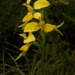 Diuris aurea (Golden Donkey Orchid) at West Nowra, NSW - 9 Oct 2010 by AlanS