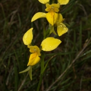 Diuris aurea at West Nowra, NSW - suppressed