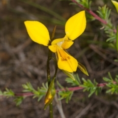 Diuris aurea (Golden Donkey Orchid) at Bamarang, NSW - 30 Sep 2015 by AlanS