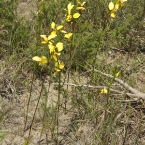 Diuris aurea at West Nowra, NSW - suppressed