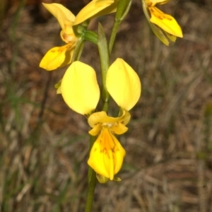 Diuris aurea at West Nowra, NSW - suppressed