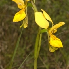 Diuris aurea at West Nowra, NSW - suppressed