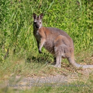 Notamacropus rufogriseus at Ulladulla, NSW - 13 Feb 2019 12:00 AM