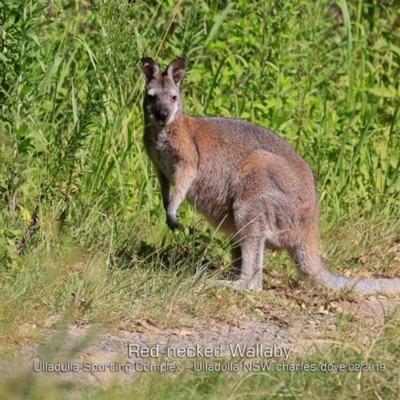 Notamacropus rufogriseus (Red-necked Wallaby) at Ulladulla, NSW - 13 Feb 2019 by CharlesDove