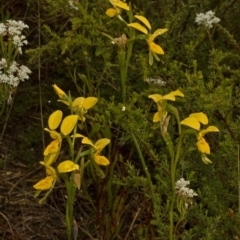 Diuris aurea (Golden Donkey Orchid) at West Nowra, NSW - 11 Oct 2010 by AlanS