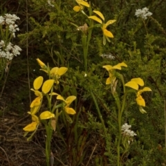 Diuris aurea (Golden Donkey Orchid) at West Nowra, NSW - 10 Oct 2010 by AlanS