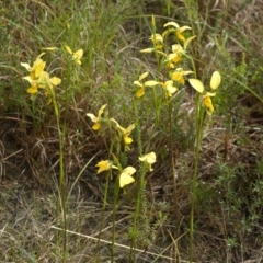 Diuris aurea at West Nowra, NSW - suppressed