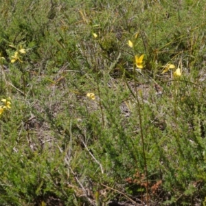 Diuris aurea at Longreach, NSW - 10 Oct 2015