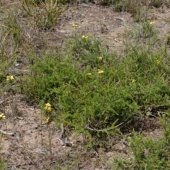 Diuris aurea at Longreach, NSW - 10 Oct 2015