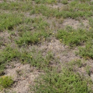 Diuris aurea at Longreach, NSW - 10 Oct 2015