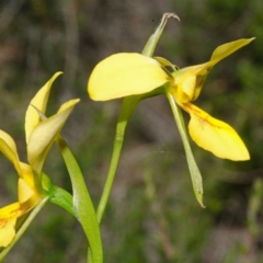 Diuris aurea at Longreach, NSW - 10 Oct 2015