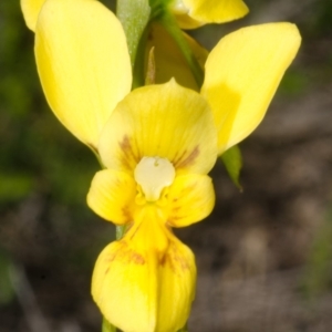 Diuris aurea at Longreach, NSW - 10 Oct 2015