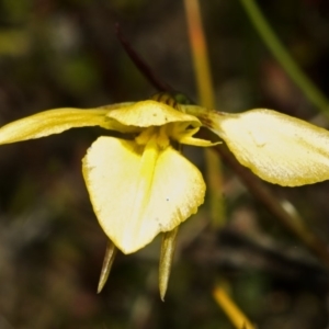 Diuris chryseopsis at Tianjara, NSW - suppressed