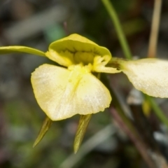 Diuris chryseopsis at Tianjara, NSW - suppressed