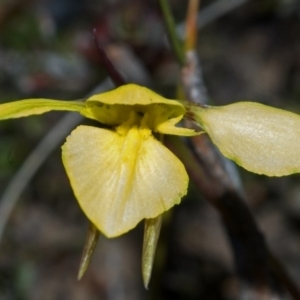 Diuris chryseopsis at Tianjara, NSW - suppressed