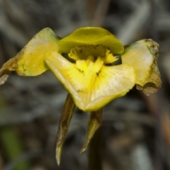 Diuris chryseopsis at Tianjara, NSW - suppressed