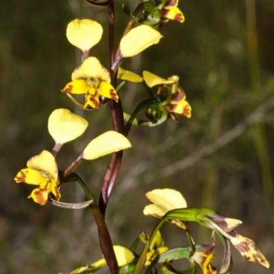 Diuris maculata (Spotted Doubletail) at West Nowra, NSW - 14 Aug 2012 by AlanS