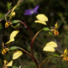 Diuris maculata at West Nowra, NSW - 15 Aug 2012