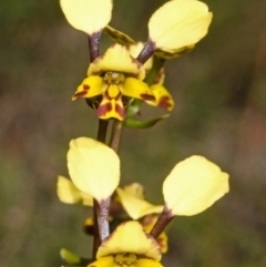 Diuris maculata at West Nowra, NSW - suppressed