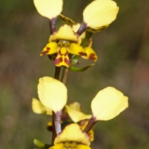 Diuris maculata at West Nowra, NSW - 15 Aug 2012