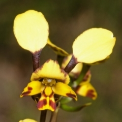 Diuris maculata at West Nowra, NSW - 15 Aug 2012
