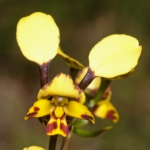 Diuris maculata at West Nowra, NSW - 15 Aug 2012