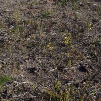 Diuris maculata (Spotted Doubletail) at West Nowra, NSW - 20 Aug 2015 by AlanS