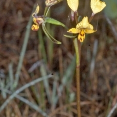 Diuris maculata (Spotted Doubletail) at Browns Mountain, NSW - 26 Aug 2005 by AlanS