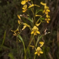 Diuris maculata (Spotted Doubletail) at West Nowra, NSW - 31 Aug 2011 by AlanS