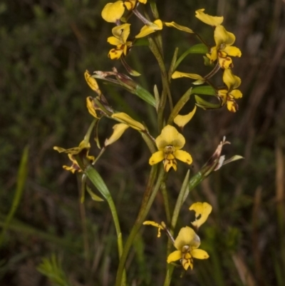 Diuris maculata (Spotted Doubletail) at West Nowra, NSW - 1 Sep 2011 by AlanS