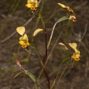 Diuris maculata at West Nowra, NSW - suppressed