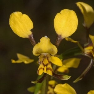 Diuris maculata at West Nowra, NSW - suppressed