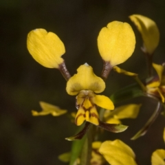 Diuris maculata at West Nowra, NSW - suppressed