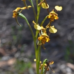 Diuris maculata (Spotted Doubletail) at Yalwal, NSW - 16 Sep 2013 by AlanS