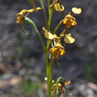 Diuris maculata (Spotted Doubletail) at Yalwal, NSW - 15 Sep 2013 by AlanS